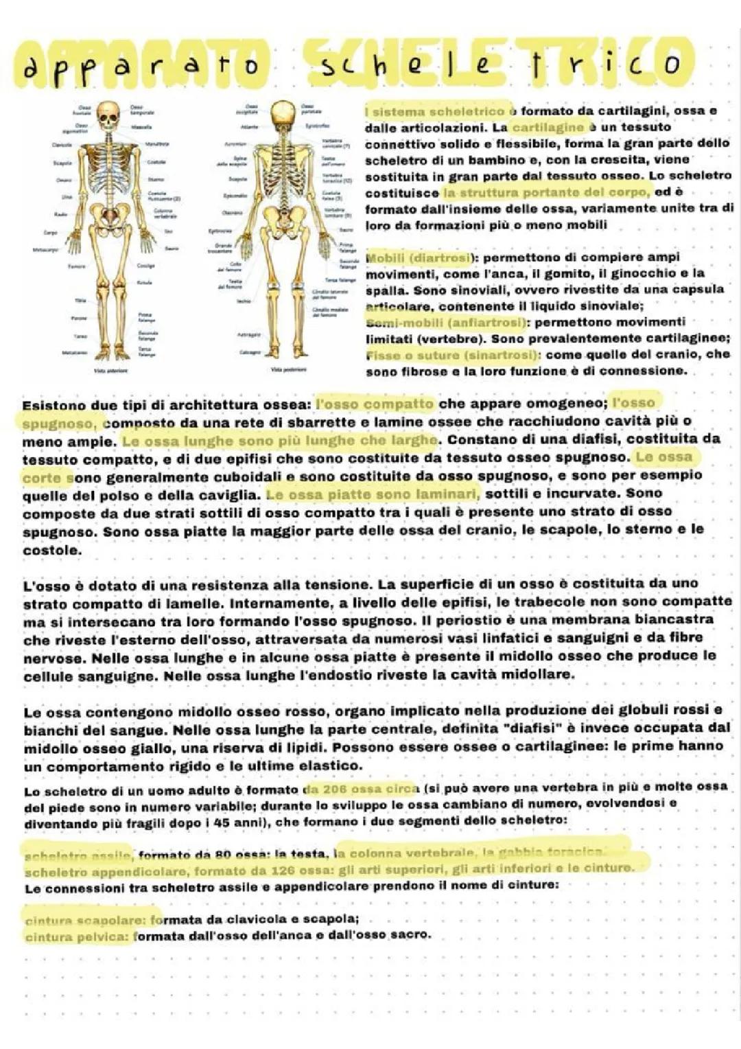 Esploriamo il Sistema Scheletrico: Ossa del Corpo Umano e Apparato Scheletrico