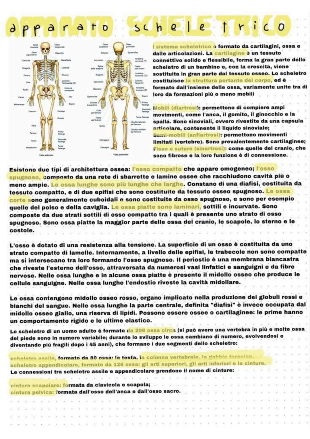 apparato scheletrico
i sistema scheletrico o formato da cartilagini, ossa e
dalle articolazioni. La cartilagine è un tessuto
connettivo soli