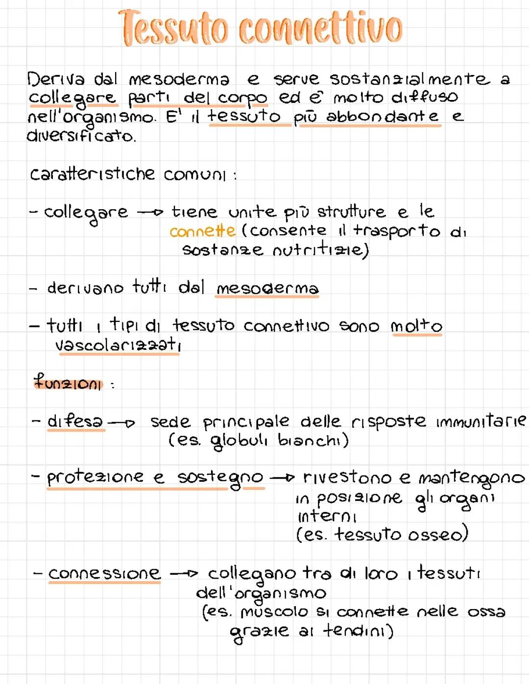 il tessuto connettivo 