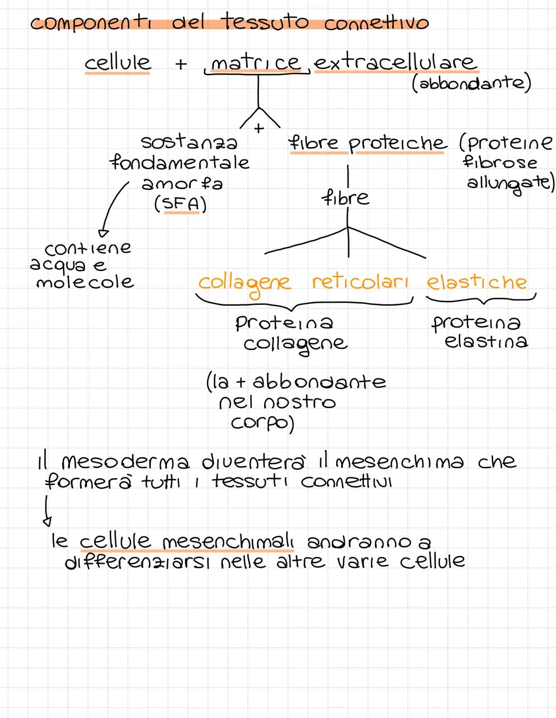 Tessuto connettivo
e
Deriva dal mesoderma serve sostanzialmente a
collegare parti del corpo ed è molto diffuso
nell'o
l'organismo E' il tess
