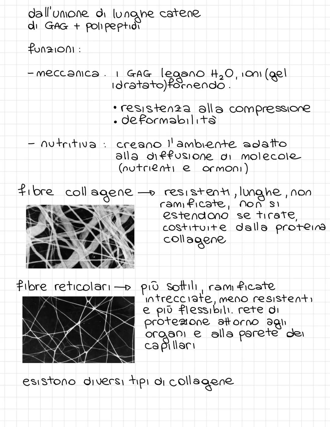 Tessuto connettivo
e
Deriva dal mesoderma serve sostanzialmente a
collegare parti del corpo ed è molto diffuso
nell'o
l'organismo E' il tess
