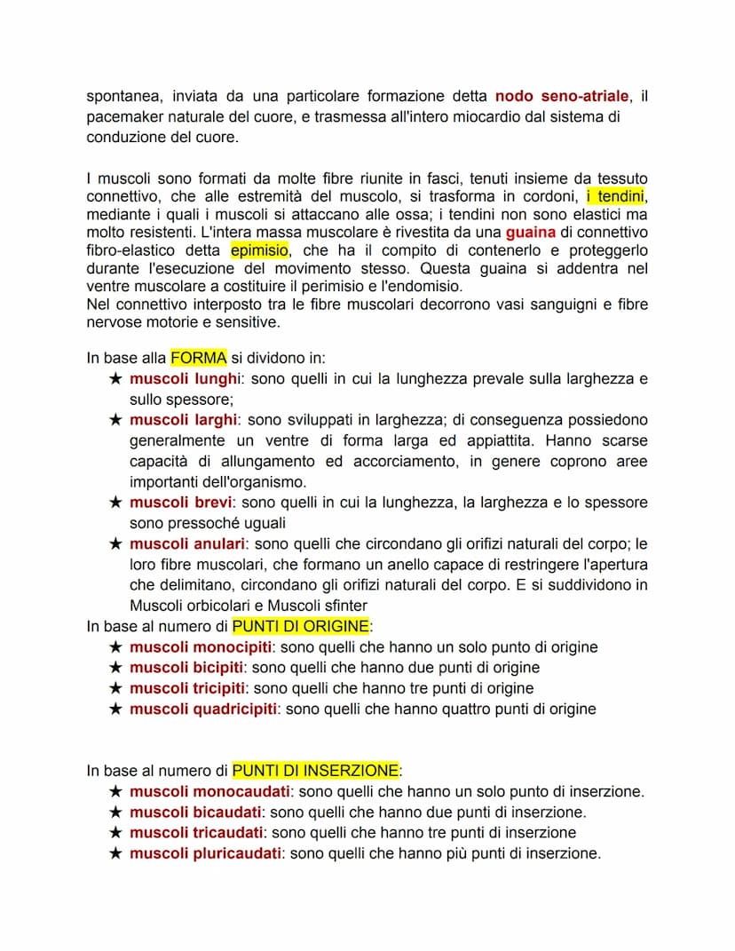 TESSUTO MUSCOLARE
Ci sono tre tipi di tessuto muscolare:
● scheletrico: è attaccato alle ossa e muove parti dello scheletro;
cardiaco: si tr