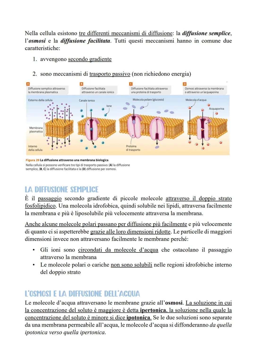 LE CELLULE SCAMBIANO SOSTANZE
CON L'ESTERNO
LE MEMBRANE CELLULARI SONO SEMIPERMEABILI
Per poter svolgere le reazioni metaboliche le cellule 