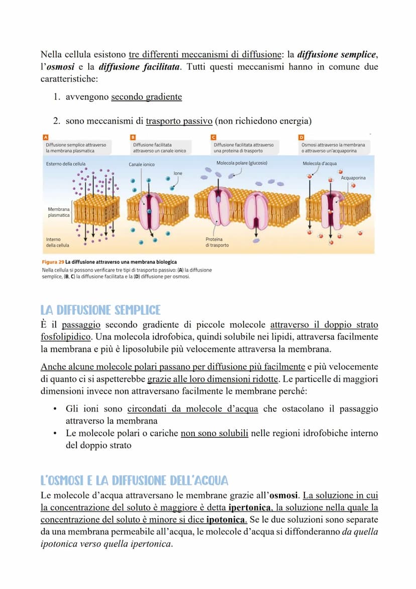LE CELLULE SCAMBIANO SOSTANZE
CON L'ESTERNO
LE MEMBRANE CELLULARI SONO SEMIPERMEABILI
Per poter svolgere le reazioni metaboliche le cellule 