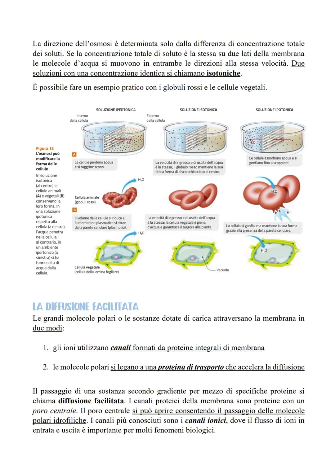 LE CELLULE SCAMBIANO SOSTANZE
CON L'ESTERNO
LE MEMBRANE CELLULARI SONO SEMIPERMEABILI
Per poter svolgere le reazioni metaboliche le cellule 
