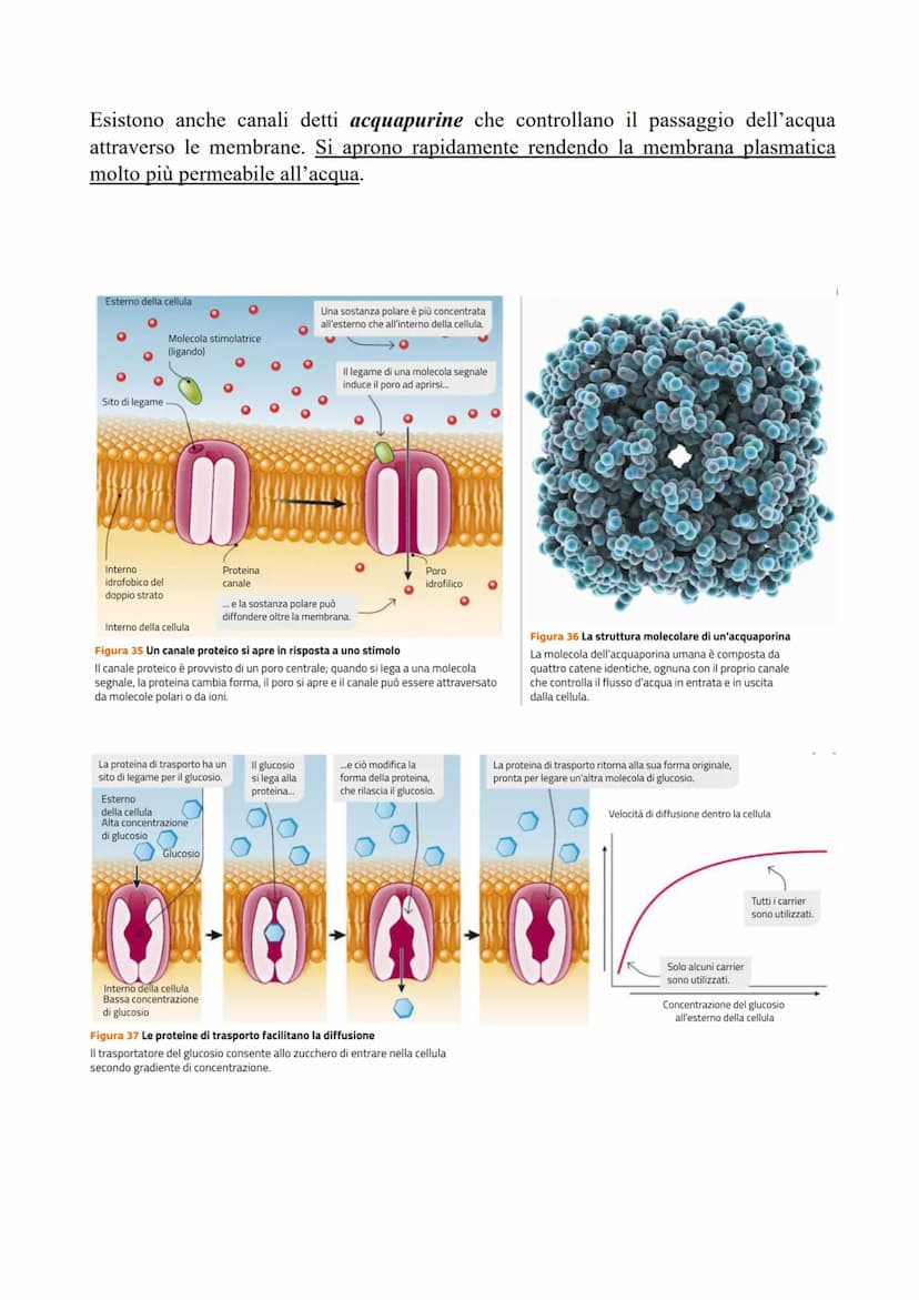 LE CELLULE SCAMBIANO SOSTANZE
CON L'ESTERNO
LE MEMBRANE CELLULARI SONO SEMIPERMEABILI
Per poter svolgere le reazioni metaboliche le cellule 