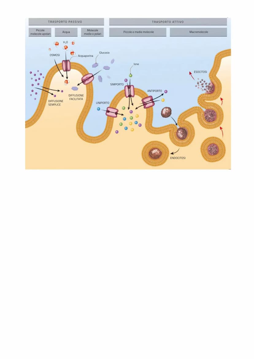 LE CELLULE SCAMBIANO SOSTANZE
CON L'ESTERNO
LE MEMBRANE CELLULARI SONO SEMIPERMEABILI
Per poter svolgere le reazioni metaboliche le cellule 