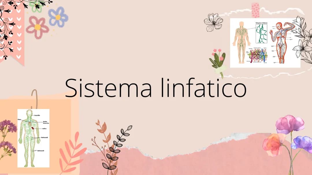 Sistema linfatico 