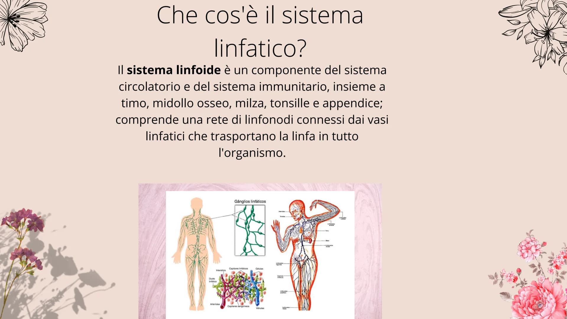 timo
**
tonsille
dotto
toracico
milza
- linfonodi
linfonodi
Sistema linfatico
8888880
Ganglios linfáticos Che cos'è il sistema
linfatico?
Il