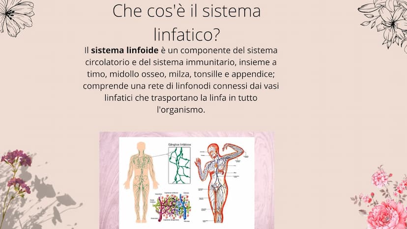 timo
**
tonsille
dotto
toracico
milza
- linfonodi
linfonodi
Sistema linfatico
8888880
Ganglios linfáticos Che cos'è il sistema
linfatico?
Il
