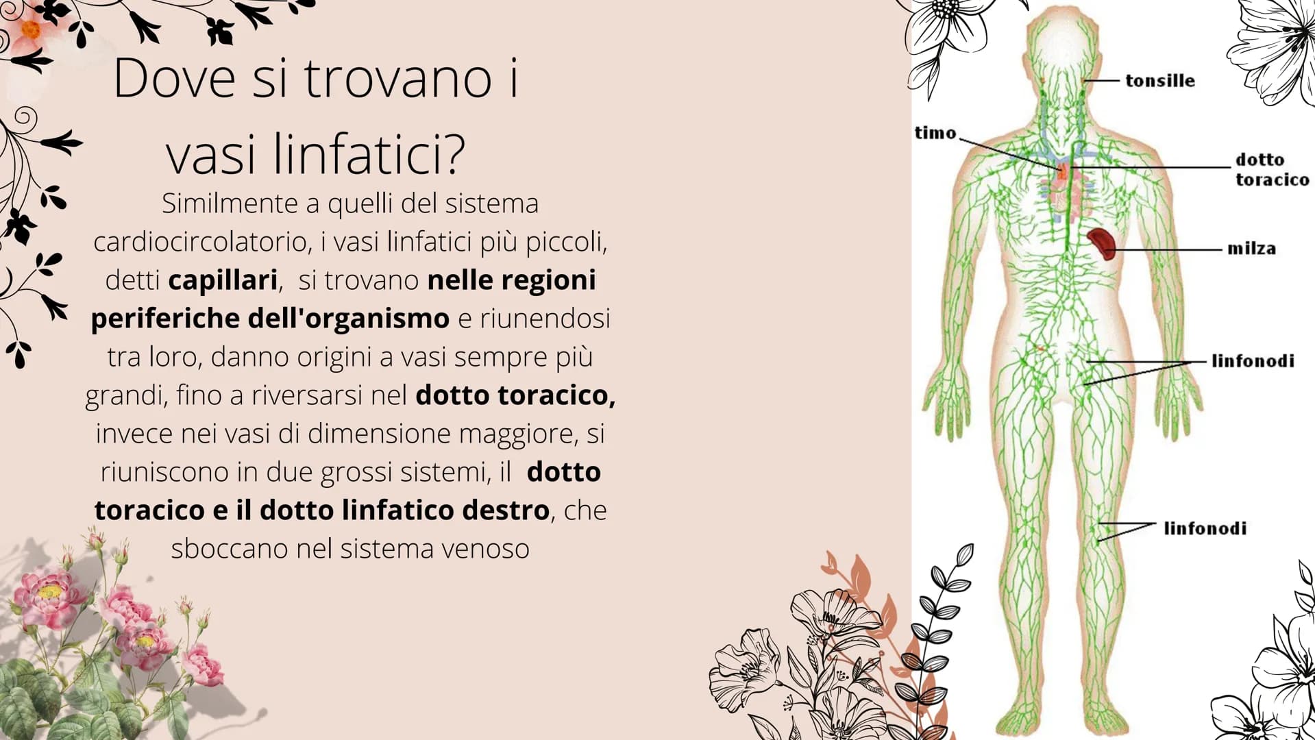 timo
**
tonsille
dotto
toracico
milza
- linfonodi
linfonodi
Sistema linfatico
8888880
Ganglios linfáticos Che cos'è il sistema
linfatico?
Il