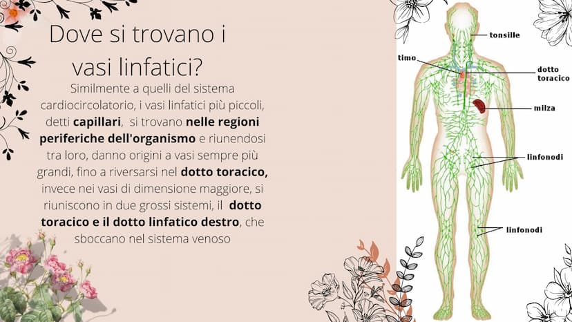 timo
**
tonsille
dotto
toracico
milza
- linfonodi
linfonodi
Sistema linfatico
8888880
Ganglios linfáticos Che cos'è il sistema
linfatico?
Il