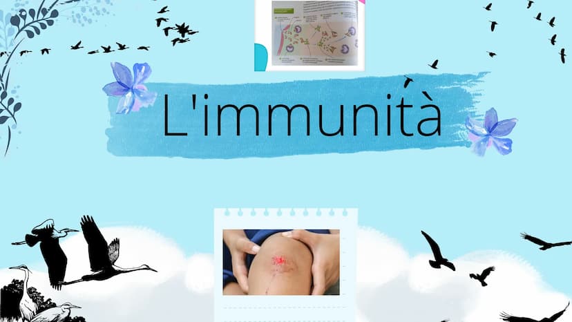 timo
**
tonsille
dotto
toracico
milza
- linfonodi
linfonodi
Sistema linfatico
8888880
Ganglios linfáticos Che cos'è il sistema
linfatico?
Il