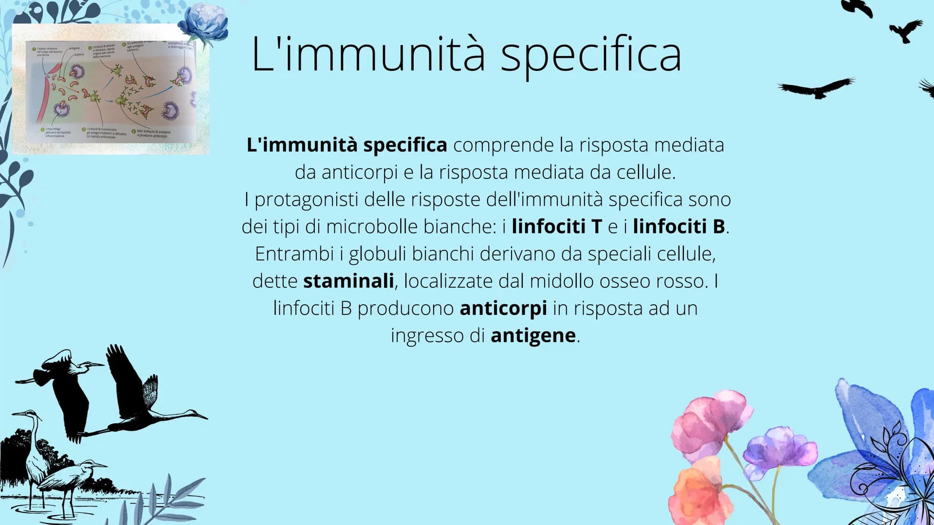 timo
**
tonsille
dotto
toracico
milza
- linfonodi
linfonodi
Sistema linfatico
8888880
Ganglios linfáticos Che cos'è il sistema
linfatico?
Il