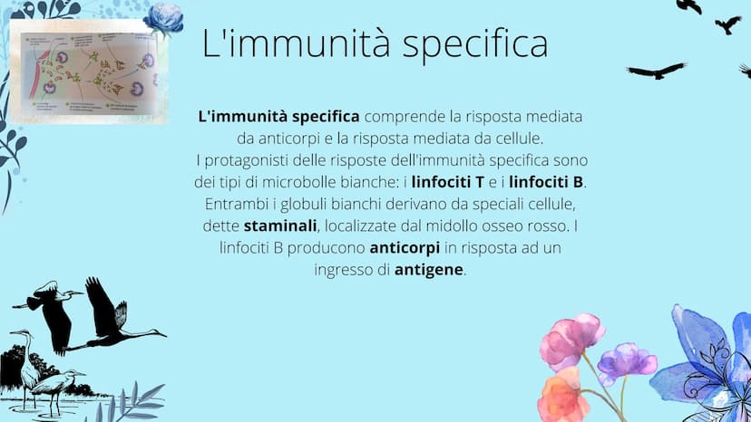 timo
**
tonsille
dotto
toracico
milza
- linfonodi
linfonodi
Sistema linfatico
8888880
Ganglios linfáticos Che cos'è il sistema
linfatico?
Il