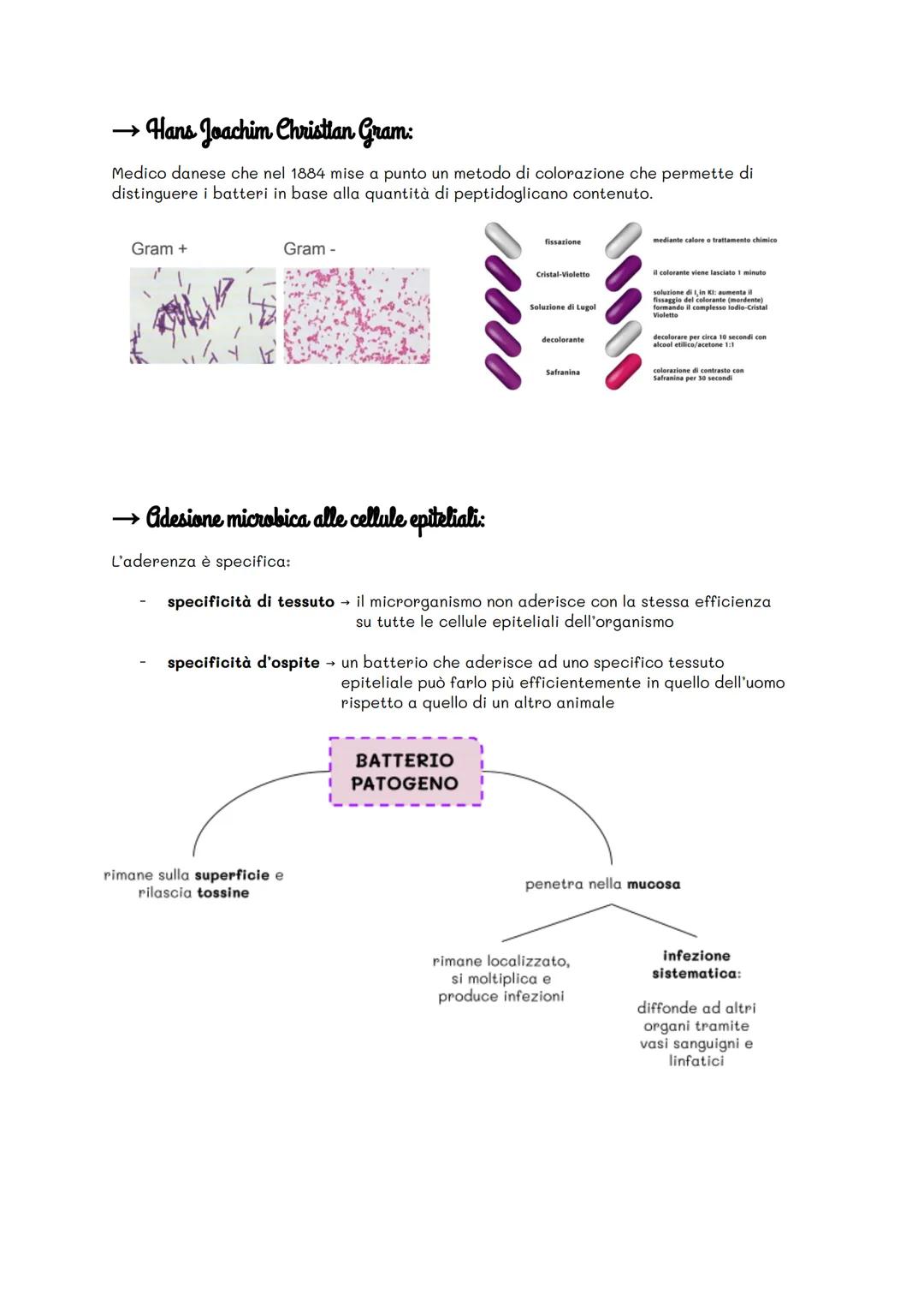 Microbiologia
Studia le cellule viventi e il suo funzionamento.
Microrganismi → cellule indipendenti, invisibili ad occhio nudo.
- Batteri: 