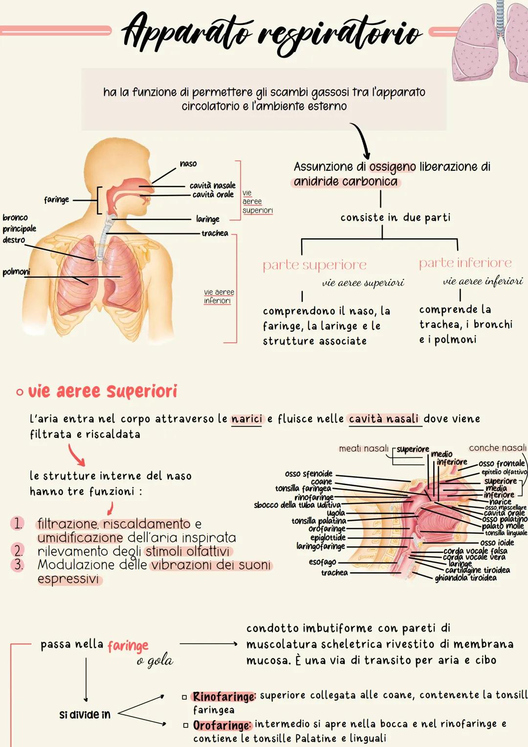 bronco
principale
destro
polmoni
faringe
Apparato respiratorio
ha la funzione di permettere gli scambi gassosi tra l'apparato
circolatorio e