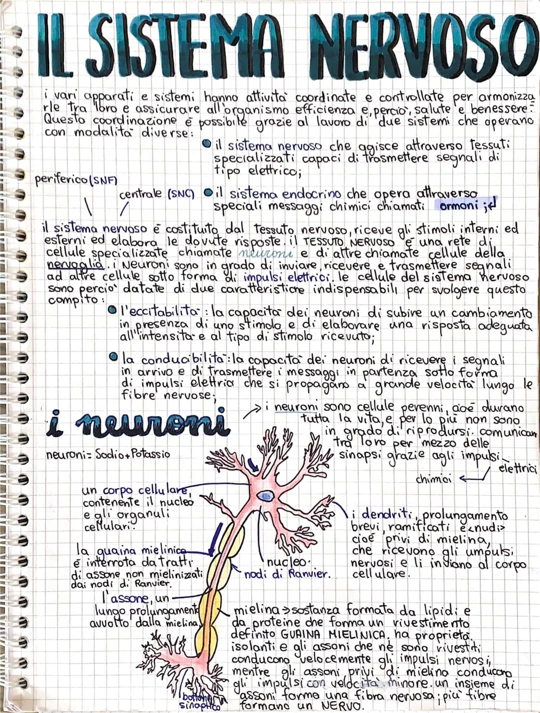 IL SISTEMA NERVOSO
i vari apparati e sistemi hanno attività coordinate e controllate per armonizza
assicurare
con diverse:
Questo coordinazi