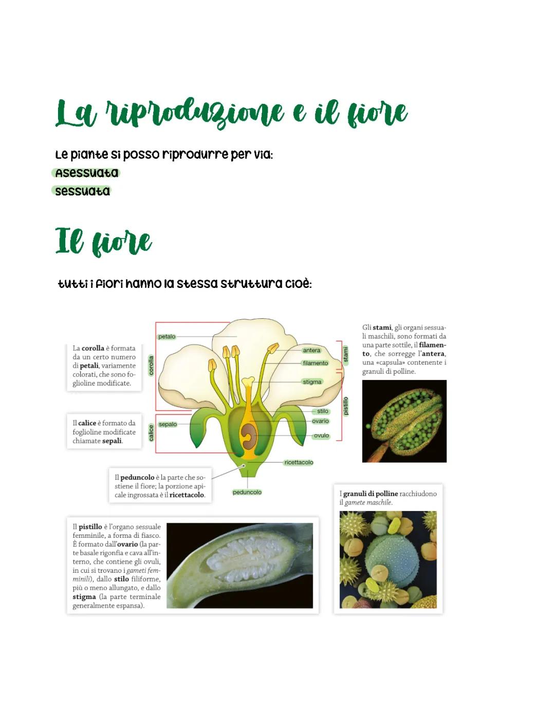 La Riproduzione delle Piante: Schema, Metodi e Riassunto