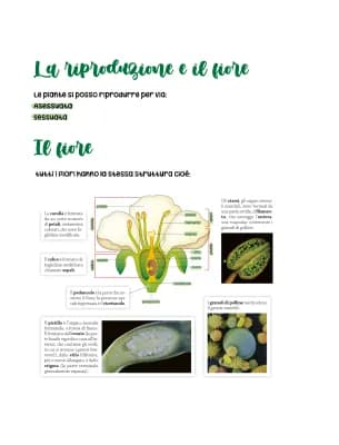 Know le piante  thumbnail