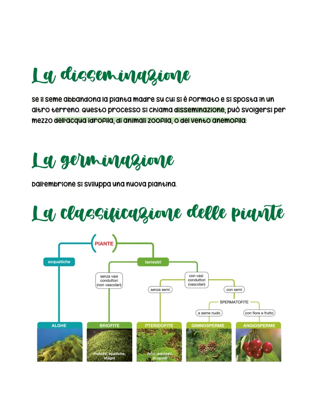 La Riproduzione delle Piante: Schema, Metodi e Riassunto