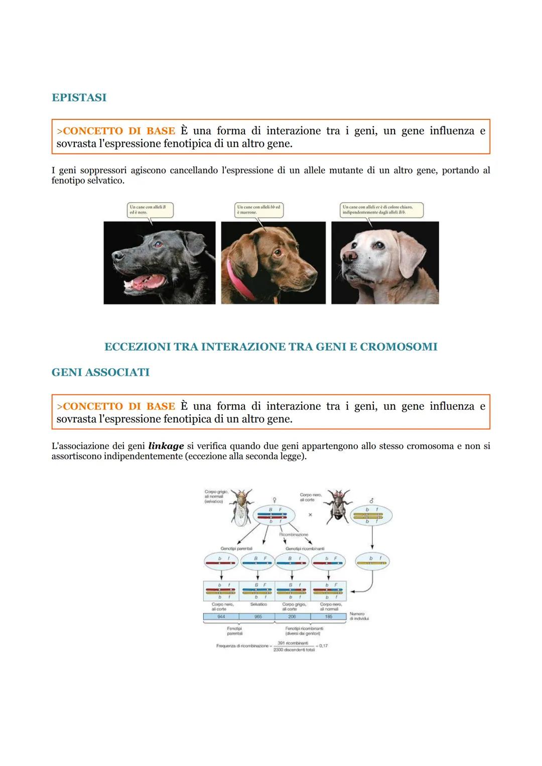 A9 LE LEGGI DI MENDEL E LE SUE ECCEZIONI
LE LEGGI MENDELLIANE
>CONCETTO DI BASE Mendel ha formulato delle leggi per la trasmissione dei cara