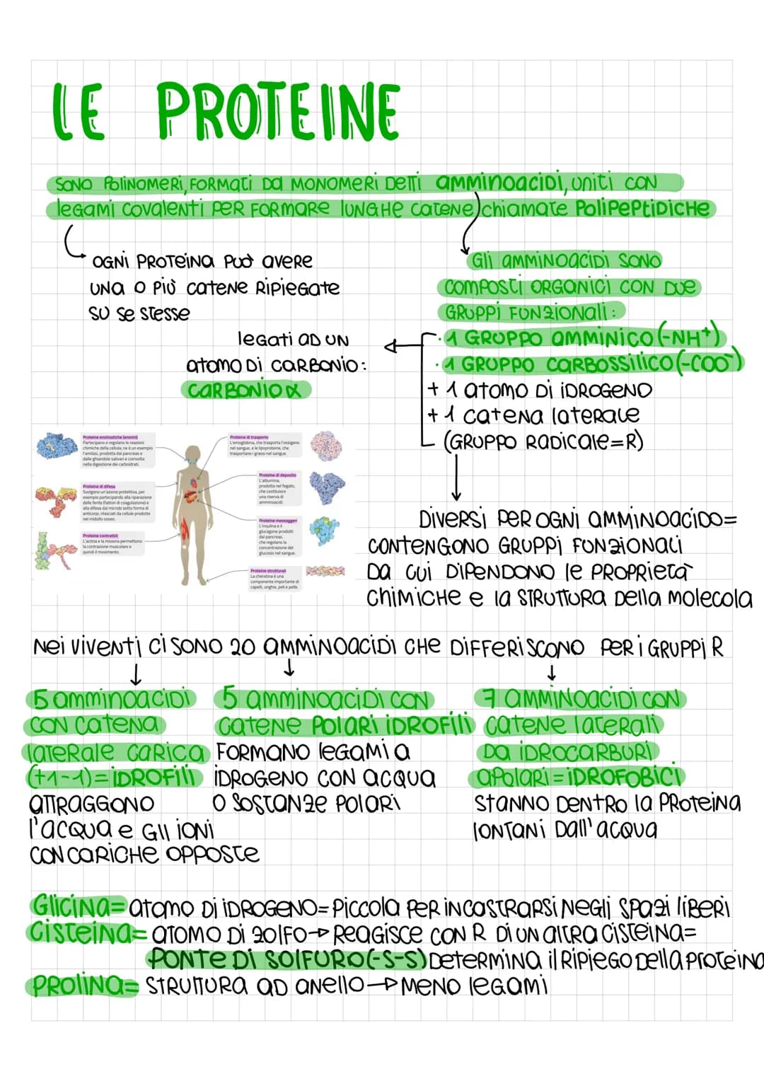 LE PROTEINE
SONO PoliNOMERI, FORMati Da MONOMERI DETTi amminoacidi, uniti con
legami covalenti PeR FORMARE LUNGHE Catene chiamate Polipeptid