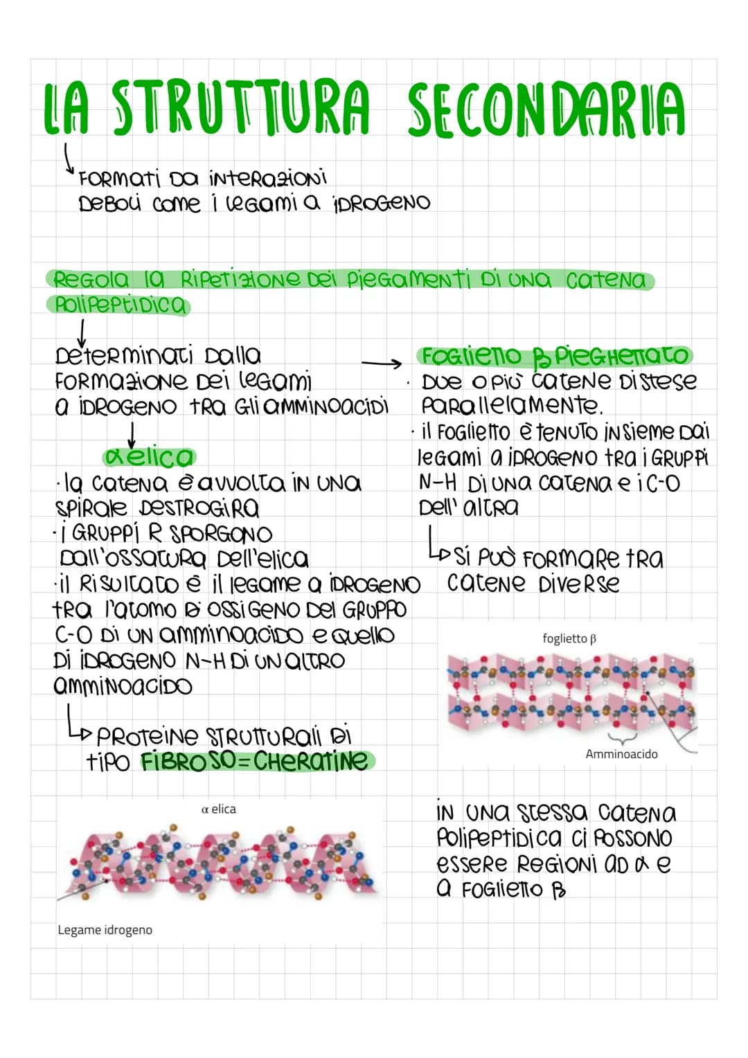 LE PROTEINE
SONO PoliNOMERI, FORMati Da MONOMERI DETTi amminoacidi, uniti con
legami covalenti PeR FORMARE LUNGHE Catene chiamate Polipeptid