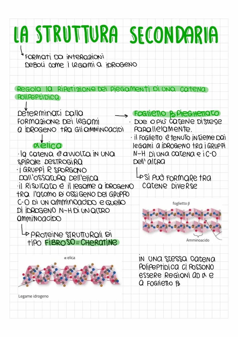 LE PROTEINE
SONO PoliNOMERI, FORMati Da MONOMERI DETTi amminoacidi, uniti con
legami covalenti PeR FORMARE LUNGHE Catene chiamate Polipeptid