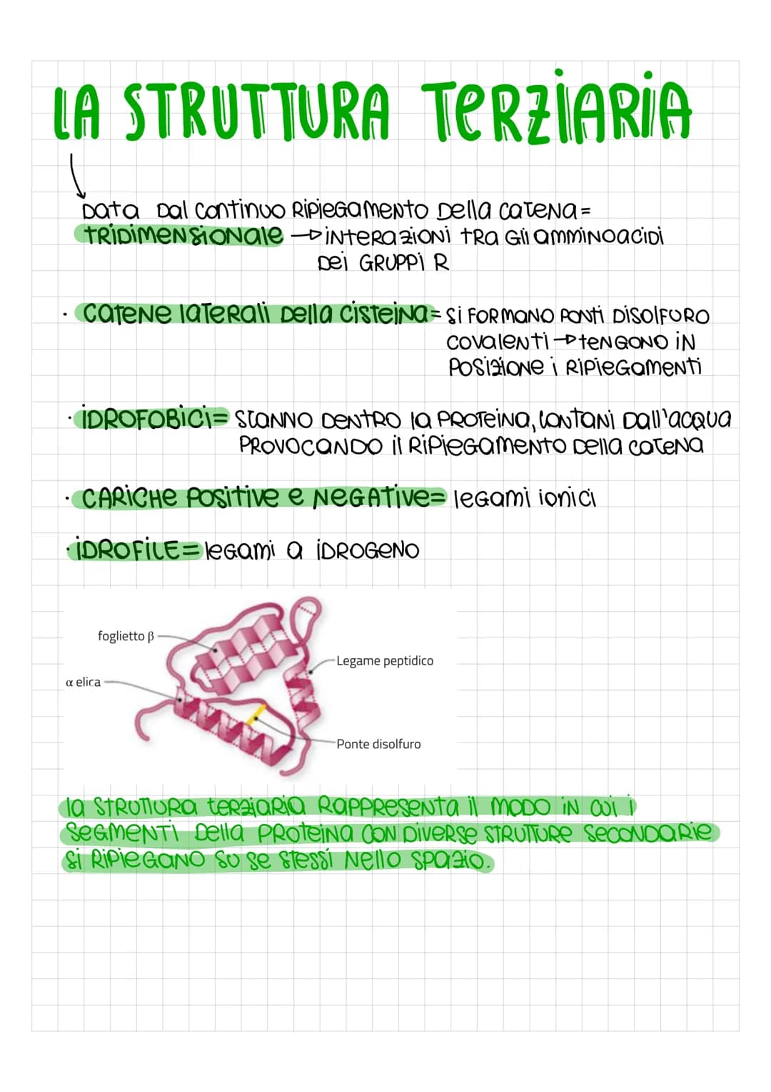 LE PROTEINE
SONO PoliNOMERI, FORMati Da MONOMERI DETTi amminoacidi, uniti con
legami covalenti PeR FORMARE LUNGHE Catene chiamate Polipeptid