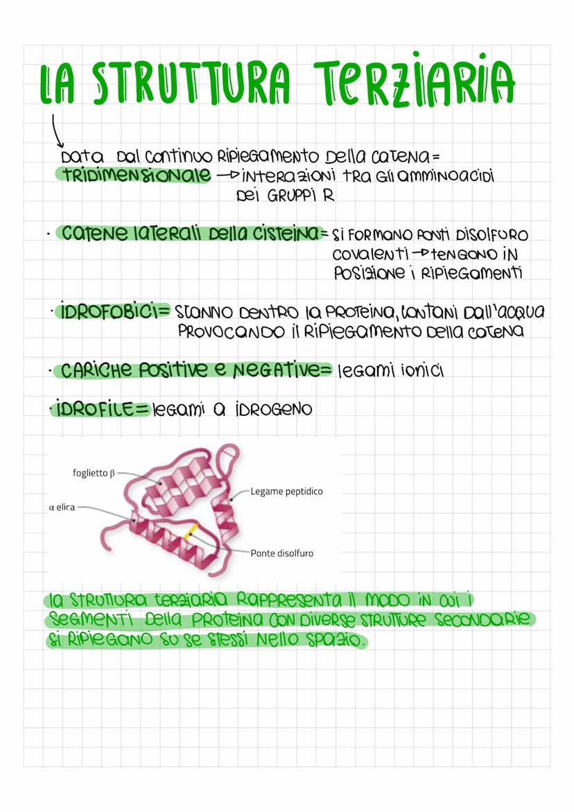 LE PROTEINE
SONO PoliNOMERI, FORMati Da MONOMERI DETTi amminoacidi, uniti con
legami covalenti PeR FORMARE LUNGHE Catene chiamate Polipeptid
