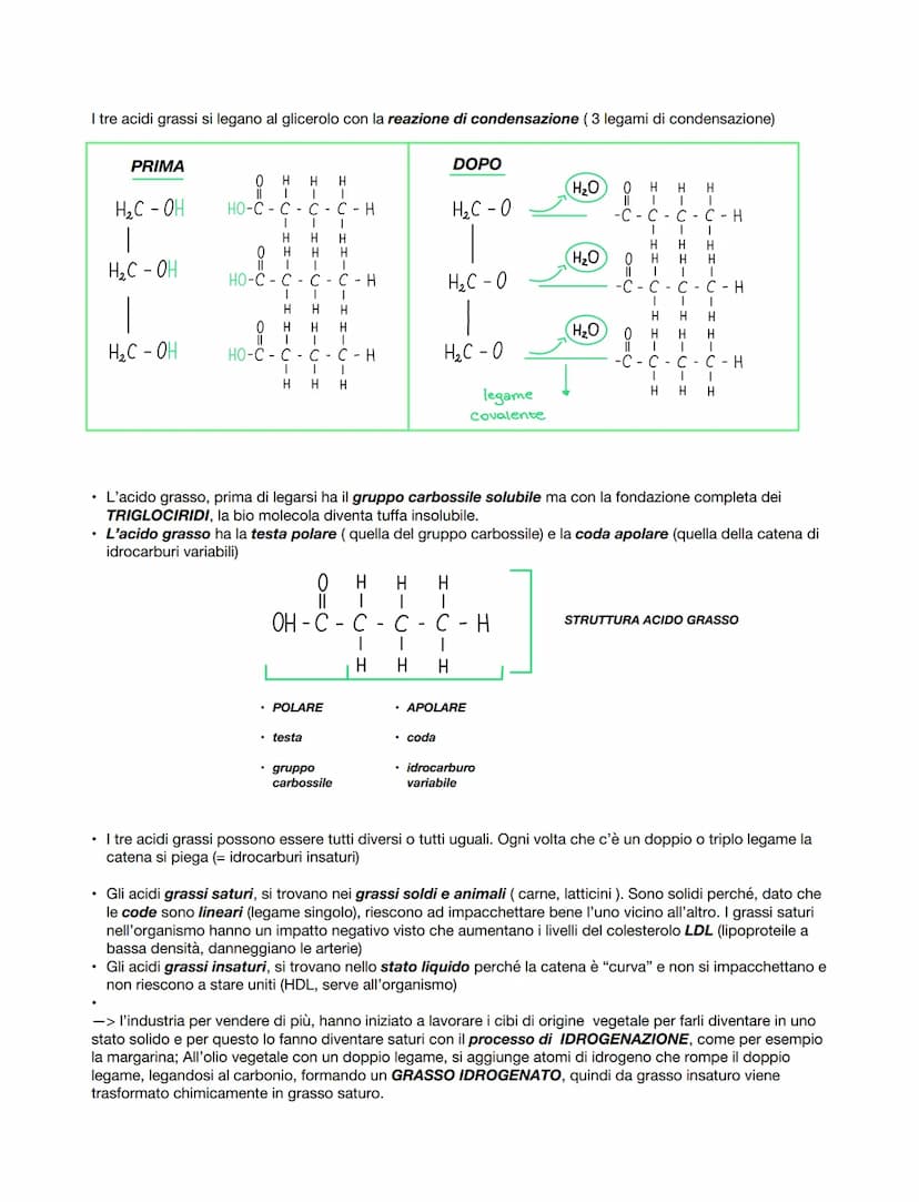 La chimica dei viventi
Gli organismi sono costituiti in gran parte da acqua, in quantità che vada circa dal 50 al 95% della massa
totale. Ol