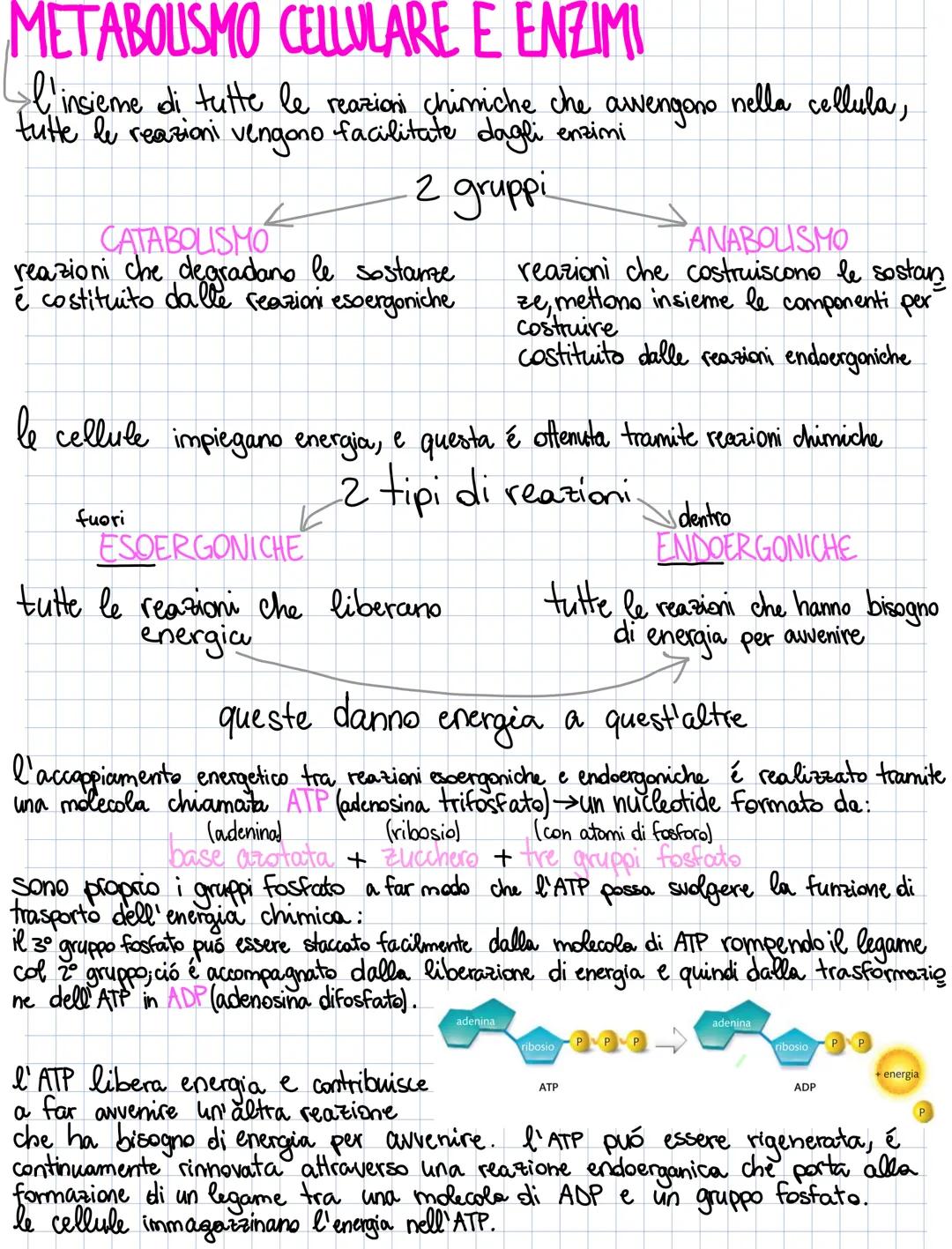 # METABOLISMO CELLULARE E ENZIMI

l'insieme di tutte le reazioni chimiche che avvengono nella cellula,
tutte le reazioni vengono facilitate 