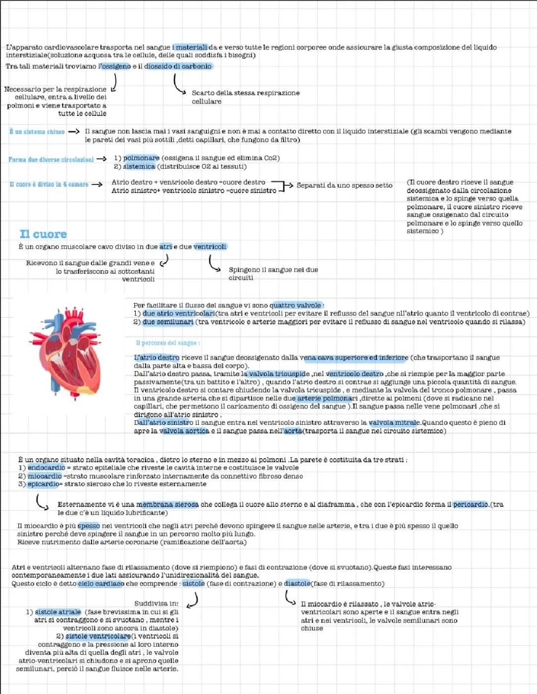 How Your Heart Works: Easy Guide to Blood Flow and Heart Valves