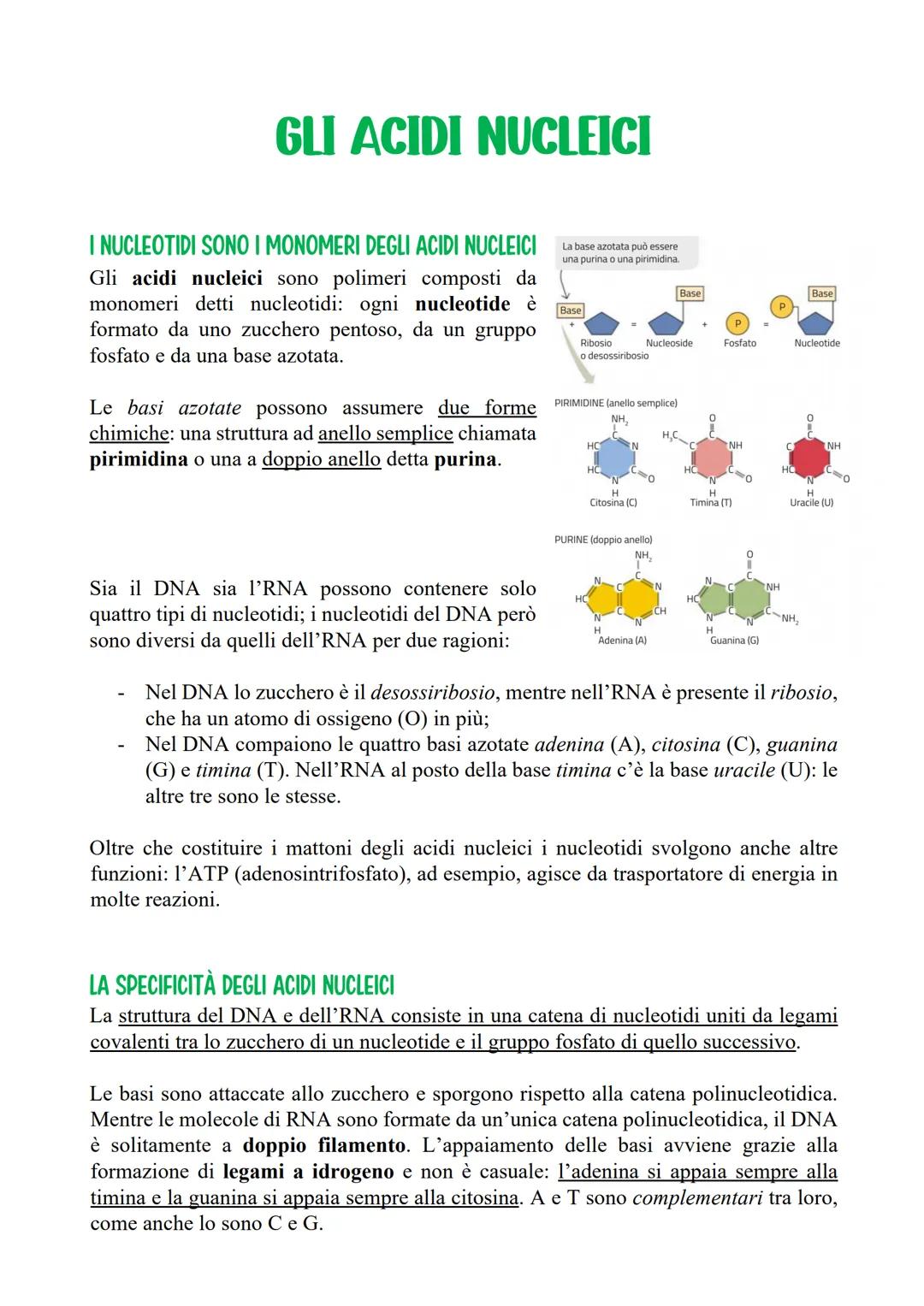 GLI ACIDI NUCLEICI
I NUCLEOTIDI SONO I MONOMERI DEGLI ACIDI NUCLEICI
Gli acidi nucleici sono polimeri composti da
monomeri detti nucleotidi: