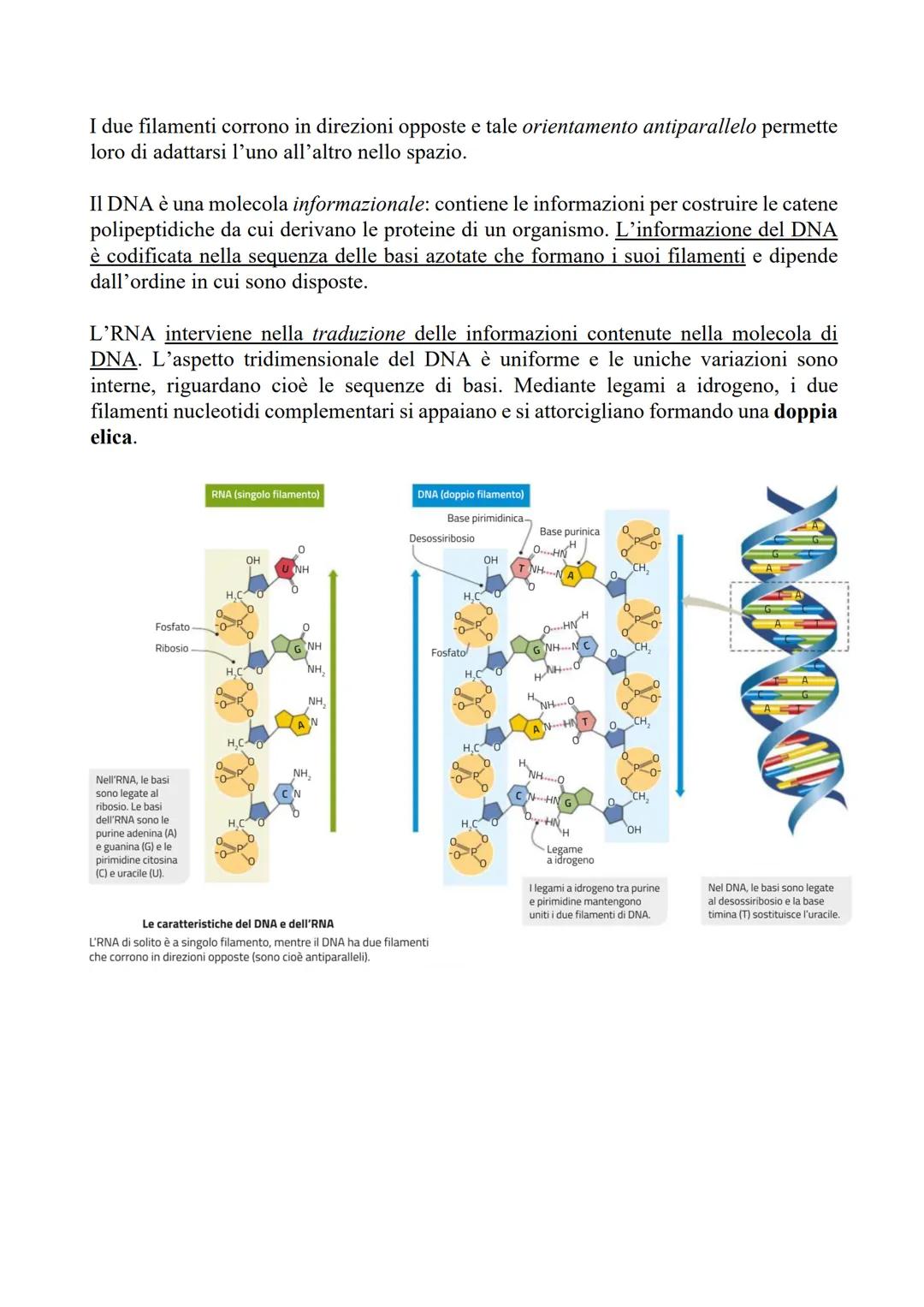 GLI ACIDI NUCLEICI
I NUCLEOTIDI SONO I MONOMERI DEGLI ACIDI NUCLEICI
Gli acidi nucleici sono polimeri composti da
monomeri detti nucleotidi: