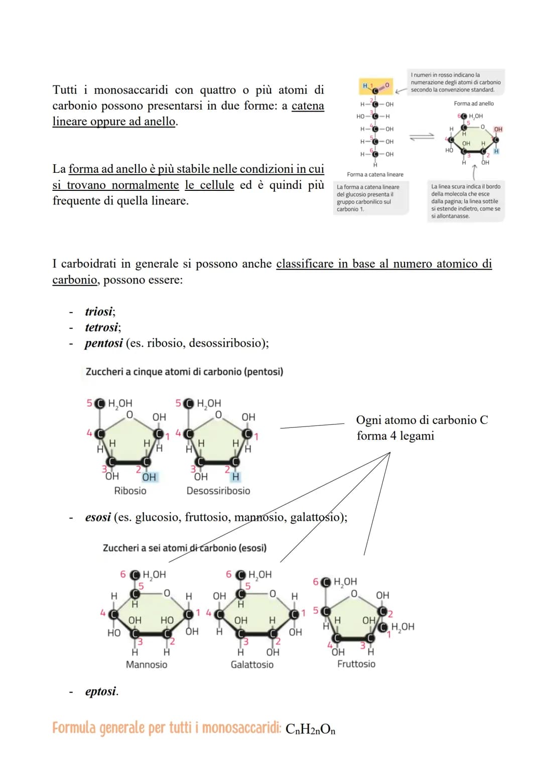 I CARBOIDRATI
LE CARATTERISTICHE E LE FUNZIONI DEI CARBOIDRATI
Le categorie di carboidrati biologicamente importanti sono quattro:
1. I mono