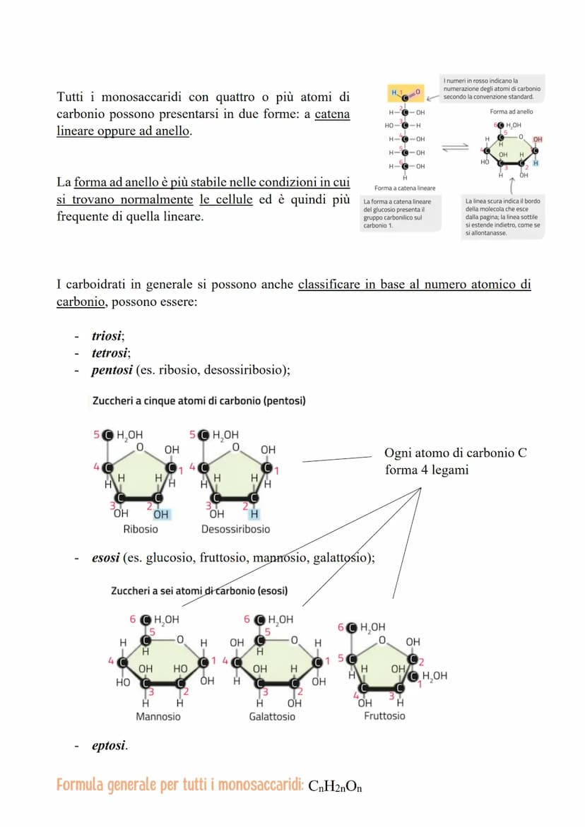 I CARBOIDRATI
LE CARATTERISTICHE E LE FUNZIONI DEI CARBOIDRATI
Le categorie di carboidrati biologicamente importanti sono quattro:
1. I mono