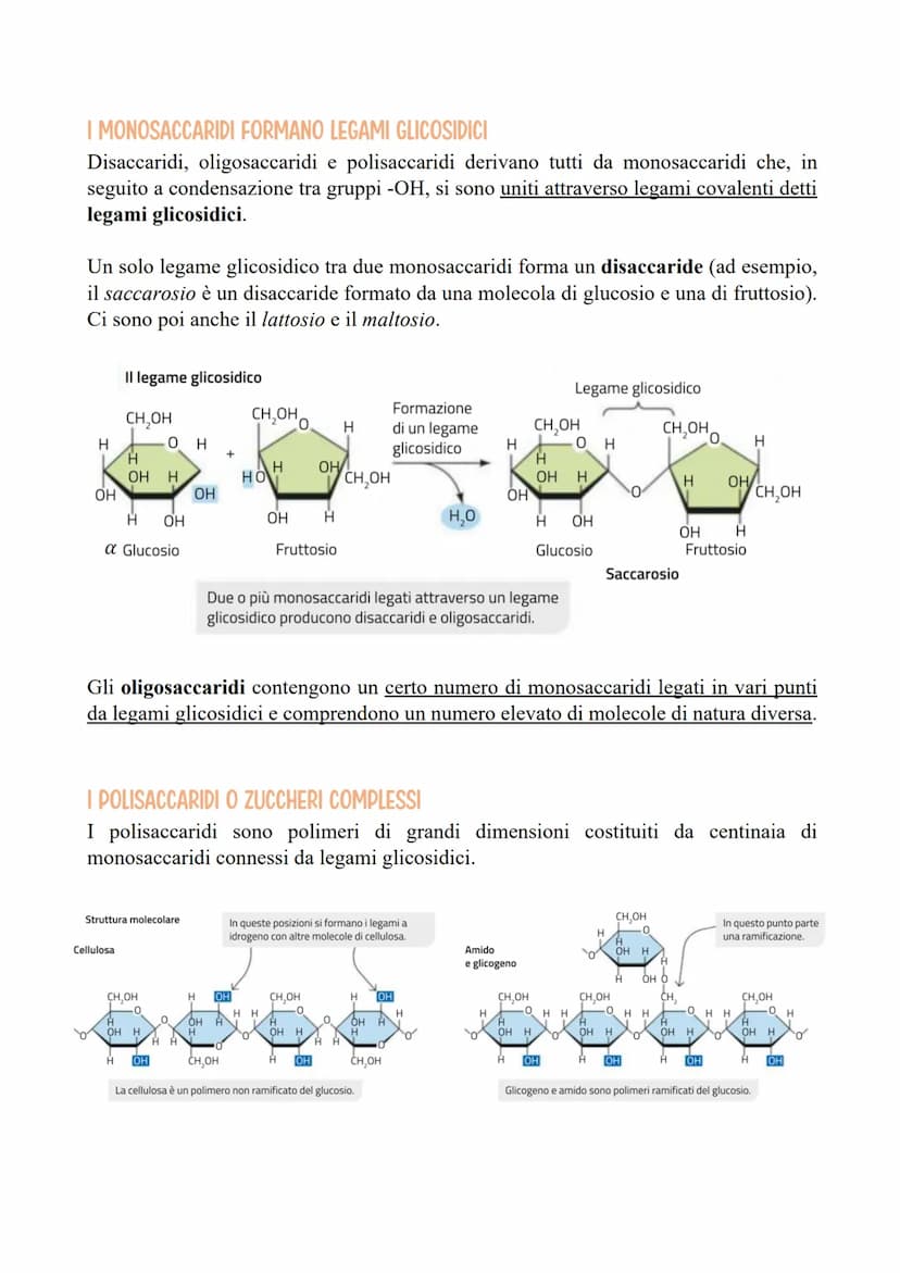 I CARBOIDRATI
LE CARATTERISTICHE E LE FUNZIONI DEI CARBOIDRATI
Le categorie di carboidrati biologicamente importanti sono quattro:
1. I mono