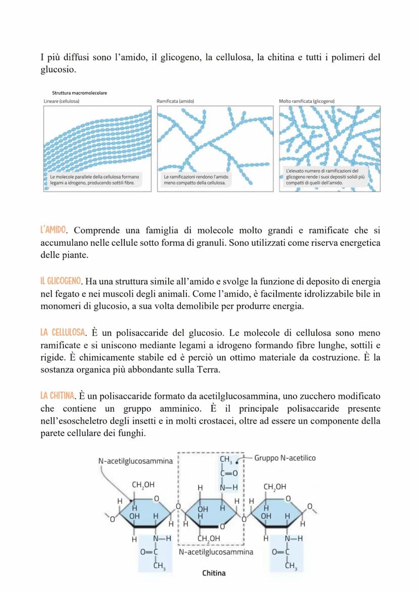 I CARBOIDRATI
LE CARATTERISTICHE E LE FUNZIONI DEI CARBOIDRATI
Le categorie di carboidrati biologicamente importanti sono quattro:
1. I mono