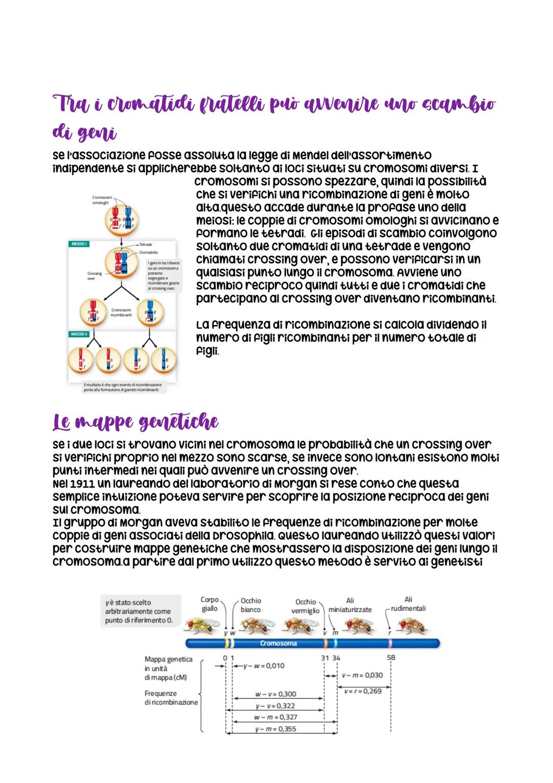 Da Mendel ai modelli di ereditarieta
nasce grazie a Mendel che formula
le leggi della
dominanza e della
segregazione
LEZIONE 1
verificabili
