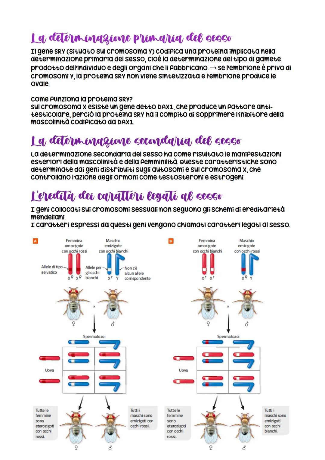 Da Mendel ai modelli di ereditarieta
nasce grazie a Mendel che formula
le leggi della
dominanza e della
segregazione
LEZIONE 1
verificabili
