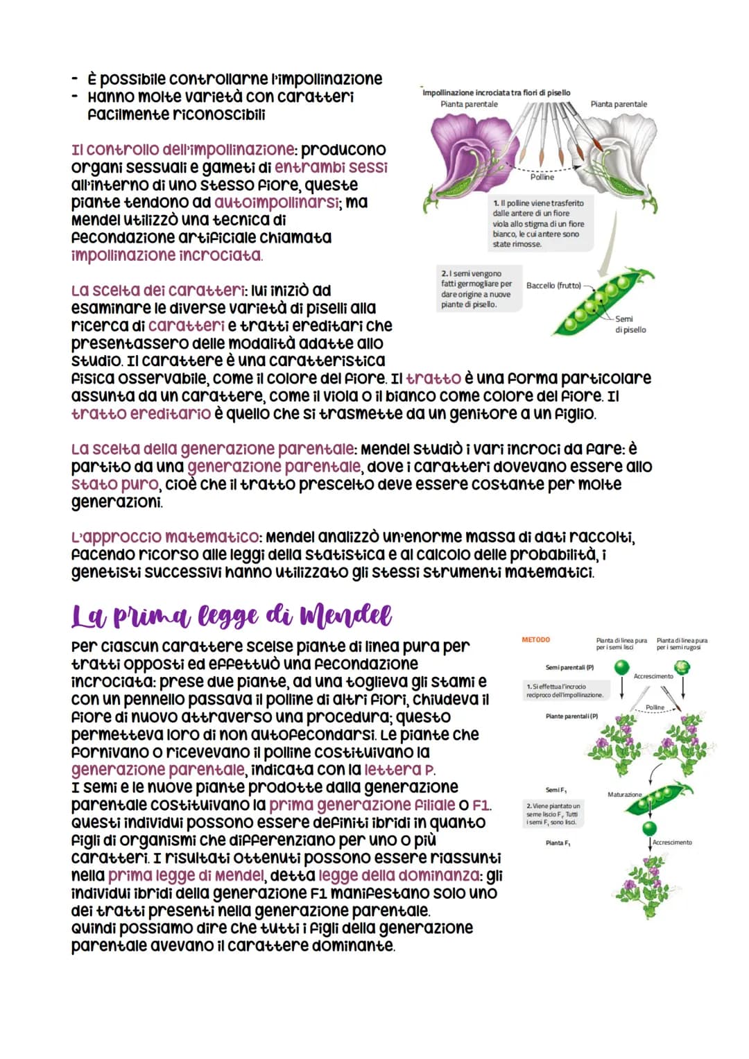 Da Mendel ai modelli di ereditarieta
nasce grazie a Mendel che formula
le leggi della
dominanza e della
segregazione
LEZIONE 1
verificabili
