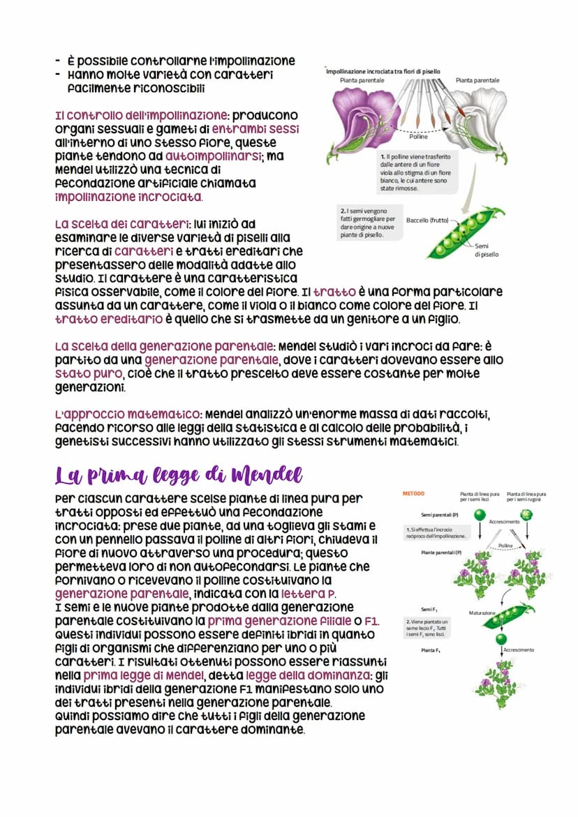 Da Mendel ai modelli di ereditarieta
nasce grazie a Mendel che formula
le leggi della
dominanza e della
segregazione
LEZIONE 1
verificabili
