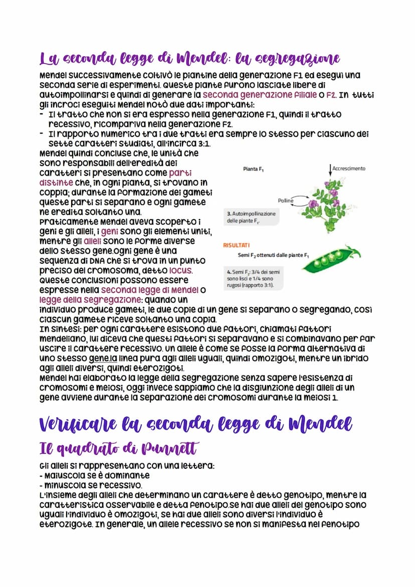 Da Mendel ai modelli di ereditarieta
nasce grazie a Mendel che formula
le leggi della
dominanza e della
segregazione
LEZIONE 1
verificabili
