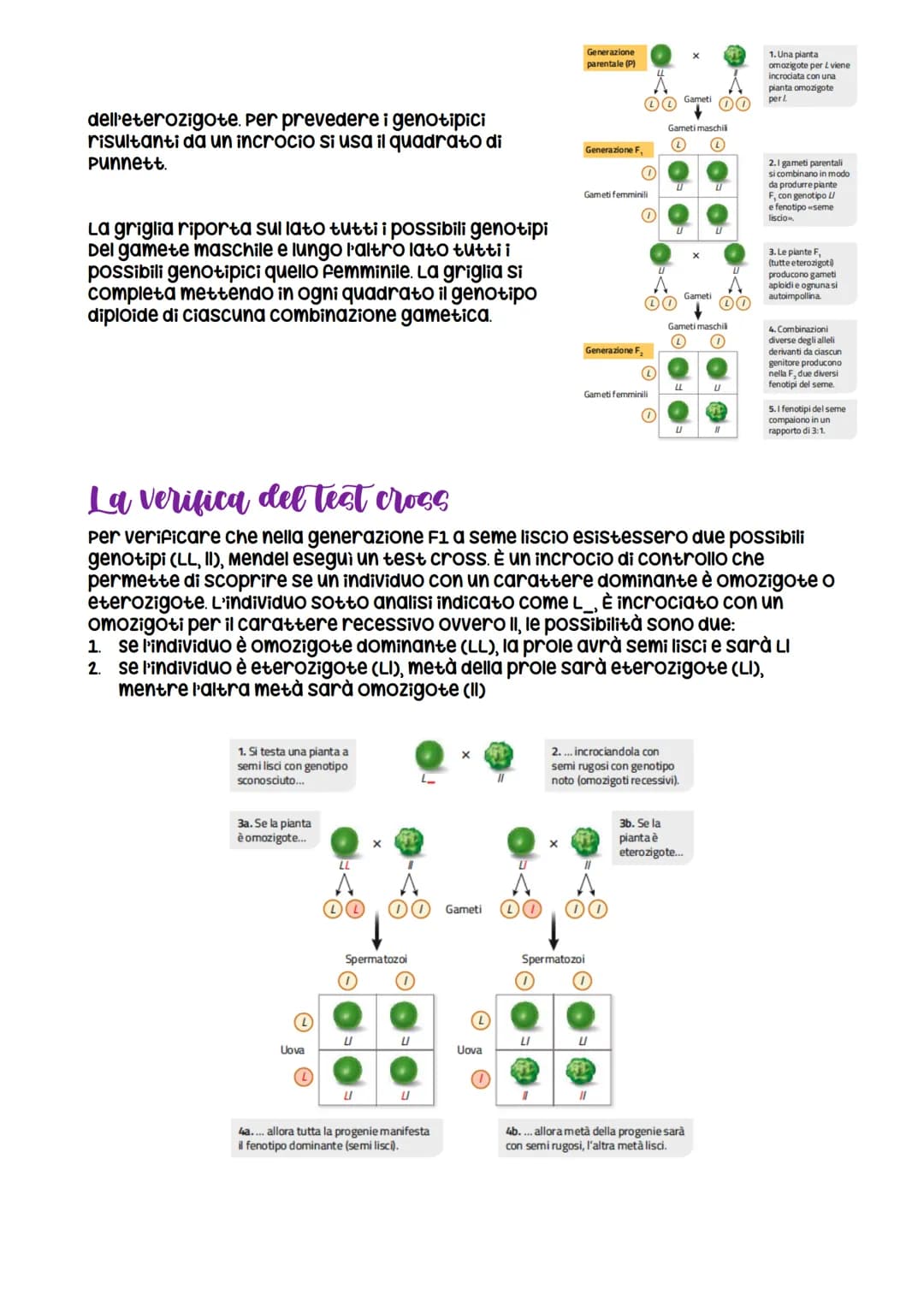 Da Mendel ai modelli di ereditarieta
nasce grazie a Mendel che formula
le leggi della
dominanza e della
segregazione
LEZIONE 1
verificabili
