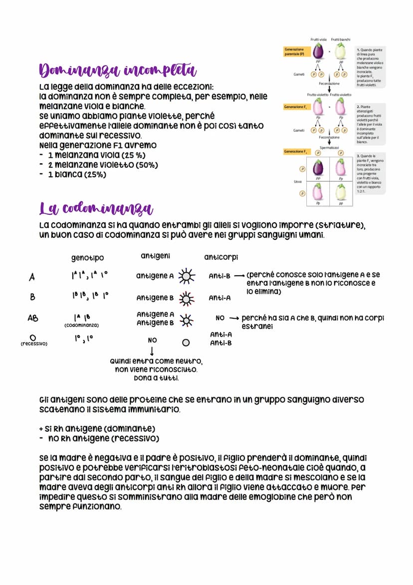 Da Mendel ai modelli di ereditarieta
nasce grazie a Mendel che formula
le leggi della
dominanza e della
segregazione
LEZIONE 1
verificabili
