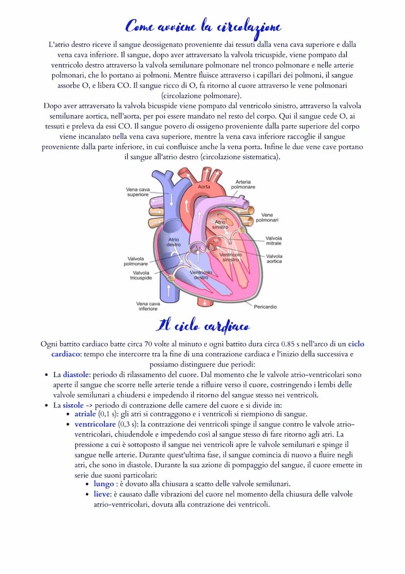 Il sistema cardiovascolare
Il sistema cardiovascolare è formato da un cuore (ovvero il muscolo cardiaco) e da un sistema di vasi
sanguigni (