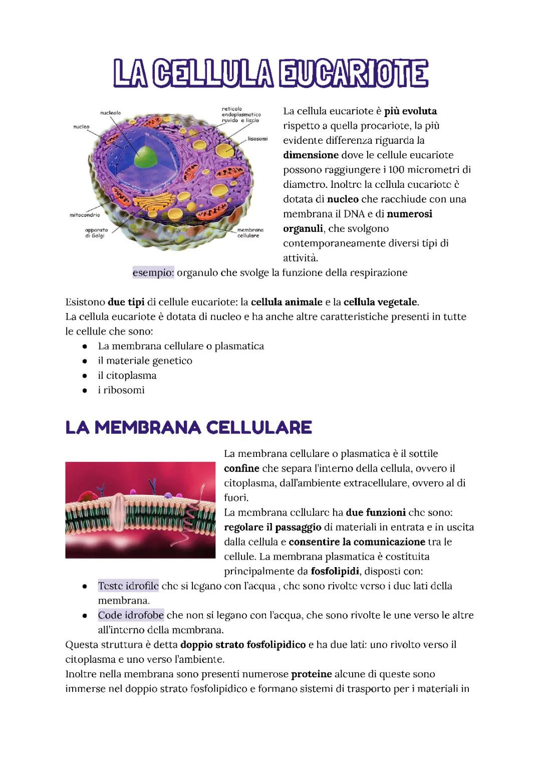 Membrana Cellulare: Funzioni e Differenze tra Cellule Animali e Vegetali