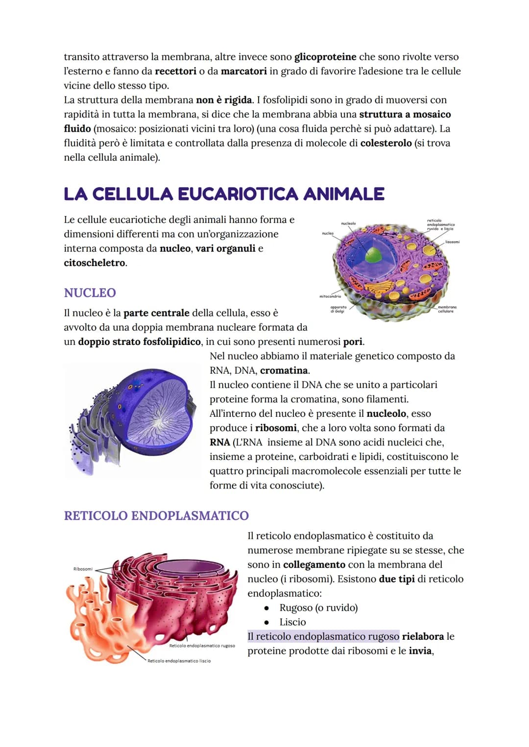 nucleo
mitocondrio
apparato
di Golgi
●
nucleolo
●
LA CELLULA EUCARIOTE
La cellula eucariote è più evoluta
rispetto a quella procariote, la p